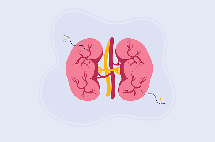 Lernen Sie die Anatomie der Nieren und ihre Funktionen im Körper kennen