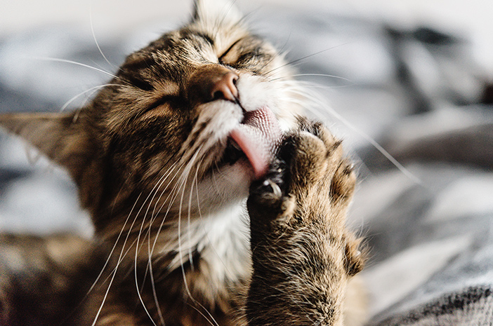 거칠게 느끼는 고양이 혀의 기능이다.