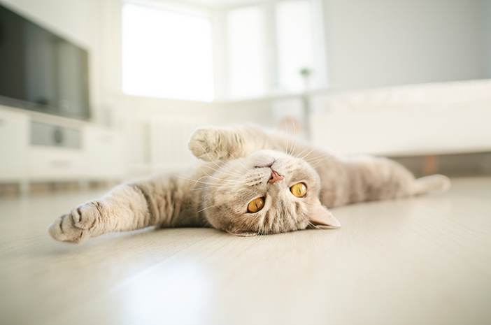 5 avantages des chats qui aiment s'étirer