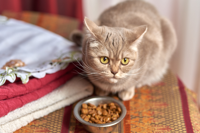Les allergies alimentaires peuvent-elles rendre les chats agressifs ?