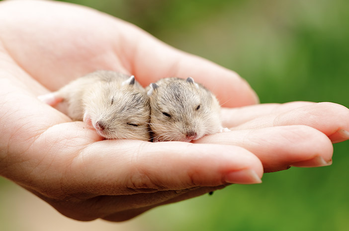 3 types de nourriture pour bébé hamster en fonction de l'âge