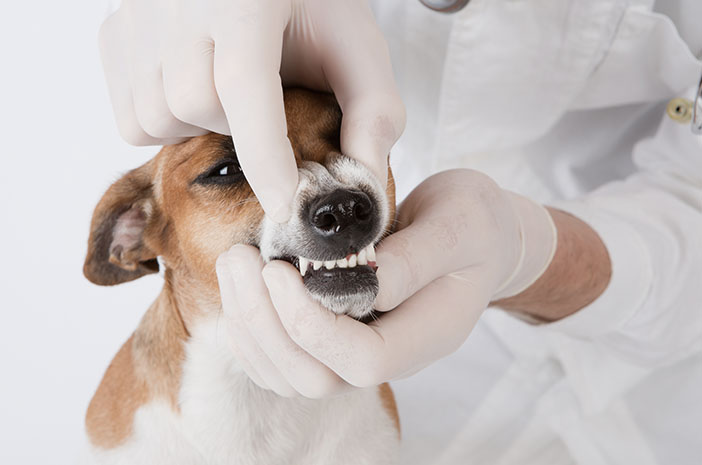 Pas op voor bleek tandvlees bij honden