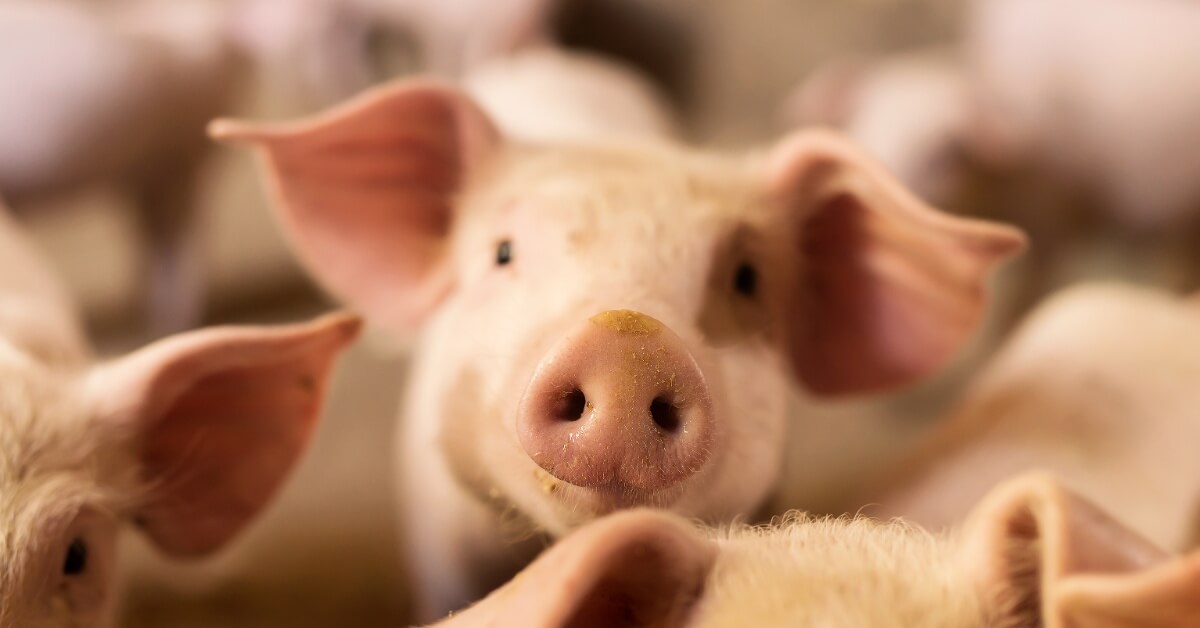 Duizenden varkens besmet met cholera, is het veilig om te consumeren?