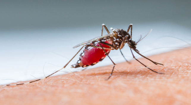 Was Sie über hämorrhagisches Dengue-Fieber wissen müssen