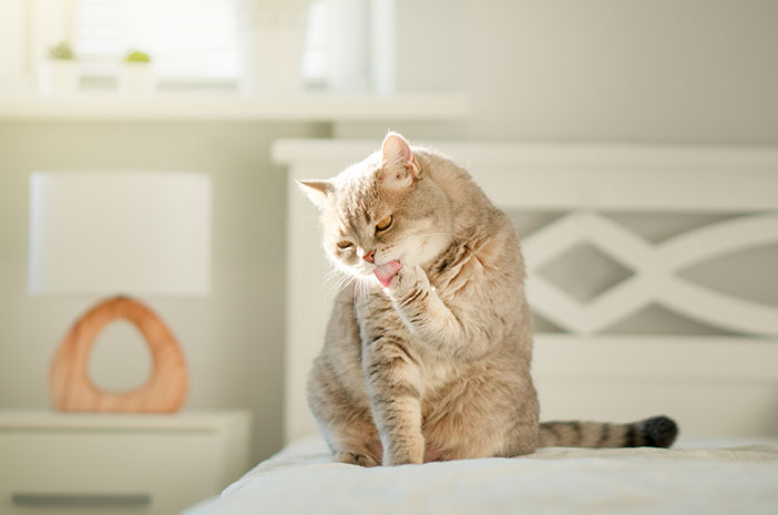 Mity i fakty dotyczące kuli włosowej u kotów domowych