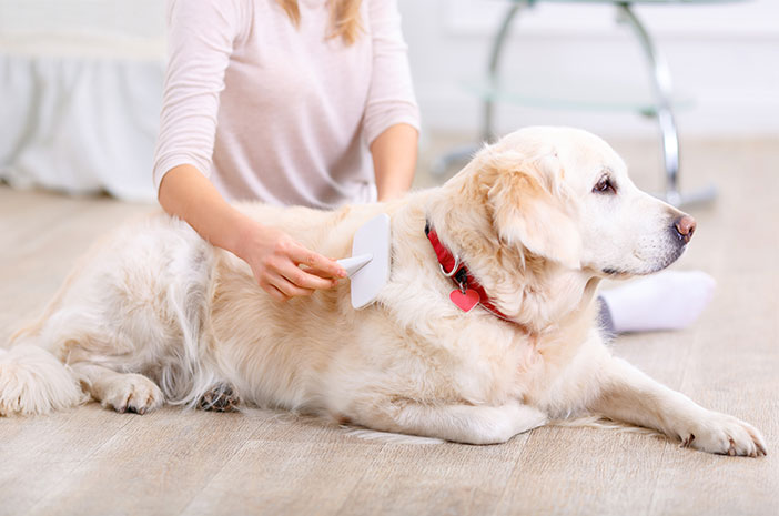 5 речей, на які слід звернути увагу під час чищення собачої шерсті