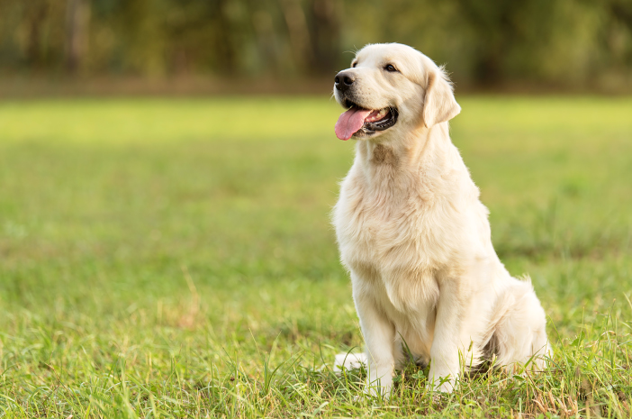Conozca el cuidado adecuado para la piel de perro dorado