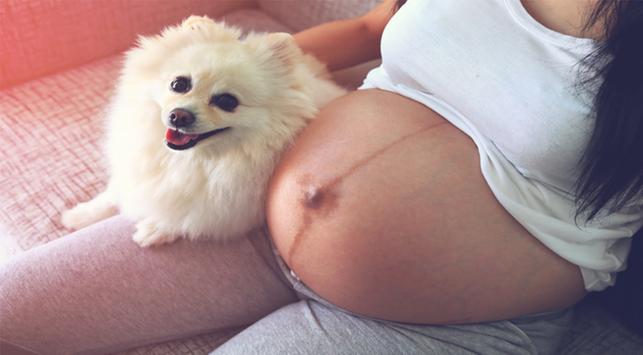 개는 엄마가 언제 출산하는지 알 수 있습니까?