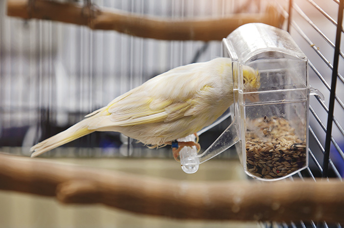 이 7가지 음식은 애완용 새에게 위험합니다.