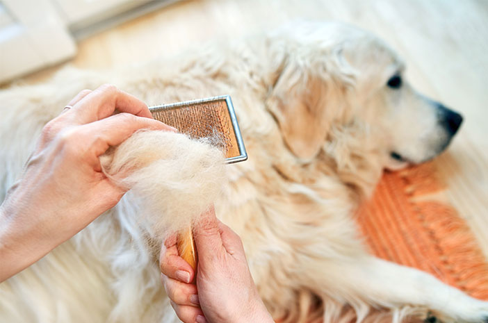 Ist Haarausfall bei Hunden oft gefährlich?