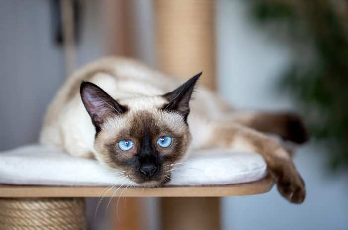 Vollständige Anleitung zur Pflege von siamesischen Katzen