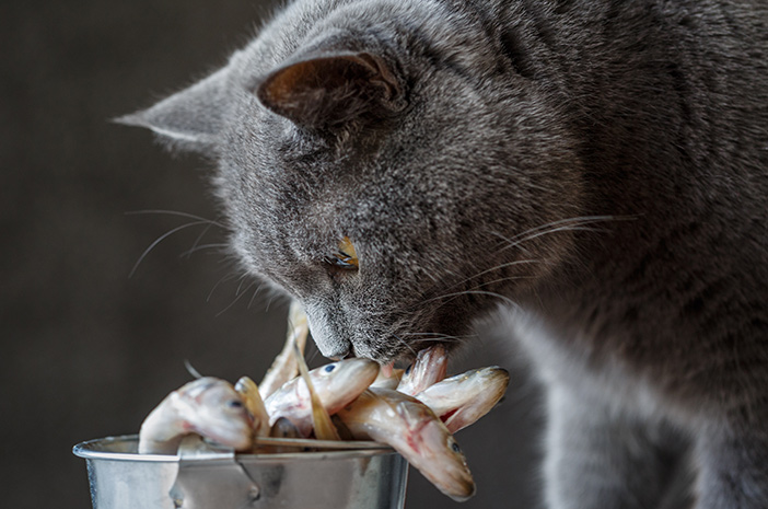 고양이에게 상한 음식을 줄 때의 4가지 위험은 다음과 같습니다.