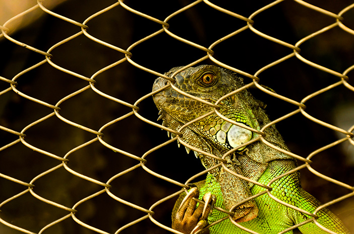 Wie wichtig es ist, den Käfig für Leguane sauber zu halten