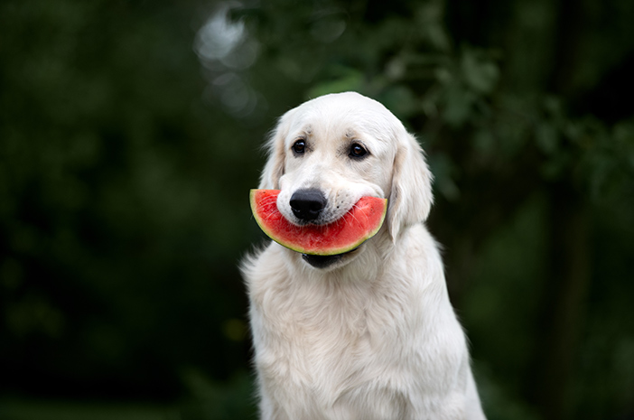 Какие фрукты безопасны для собак?