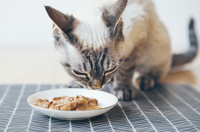 Oto składniki odżywcze potrzebne w karmie dla kotów