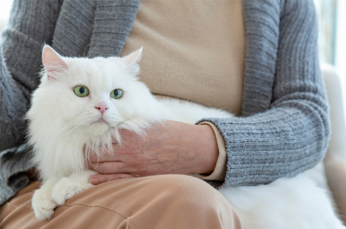 Dessa 9 tecken på att din katt bör tas till kliniken
