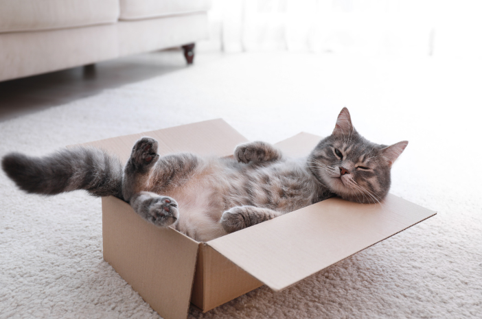 Raisons pour lesquelles les chats aiment être en carton