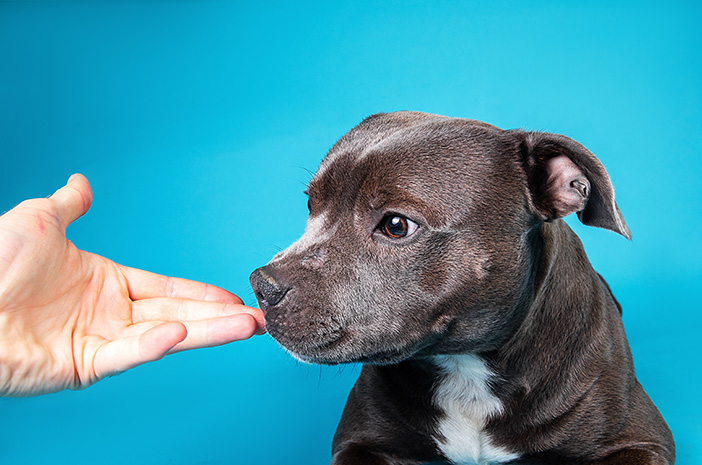Acestea sunt 5 boli pe care câinii le pot detecta