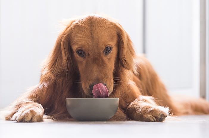 Je li opasno hraniti pse sirovim mesom?