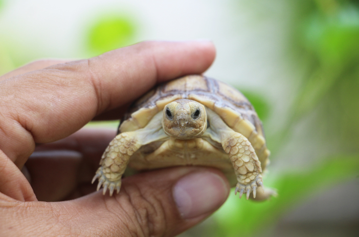 Arten von Schildkröten, die für Familientiere geeignet sind