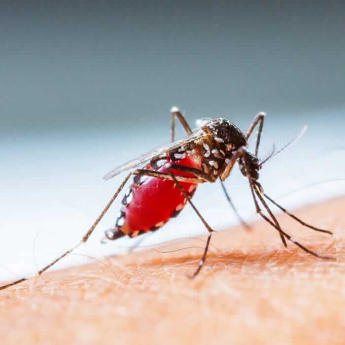 3 Phasen des Dengue-Fiebers, die Sie kennen müssen