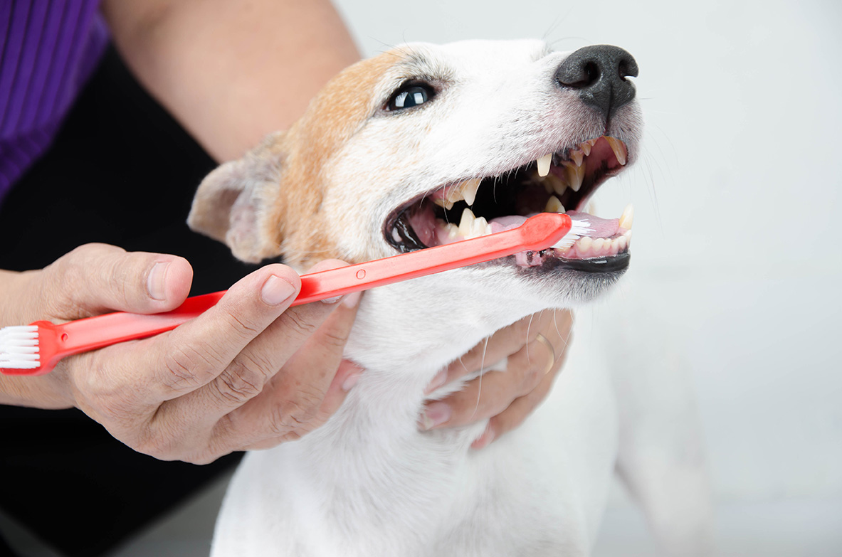 Iată modul corect de a spăla dinții câinelui