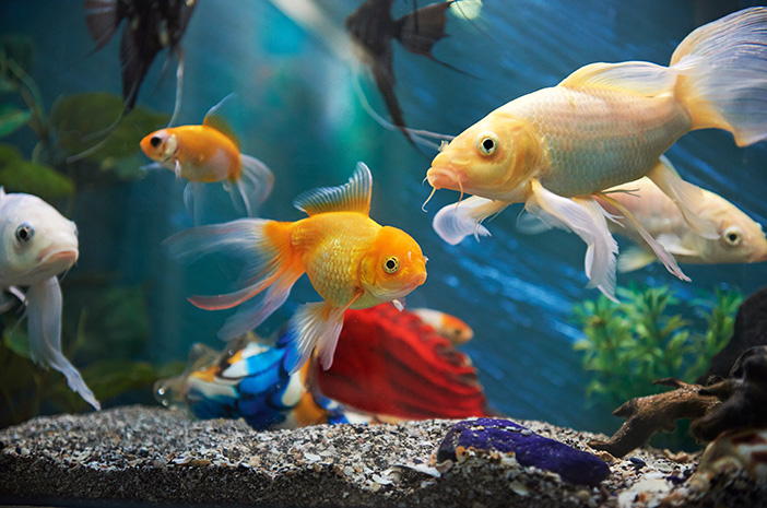 Mythe of feit, het houden van vis is goed voor de geestelijke gezondheid