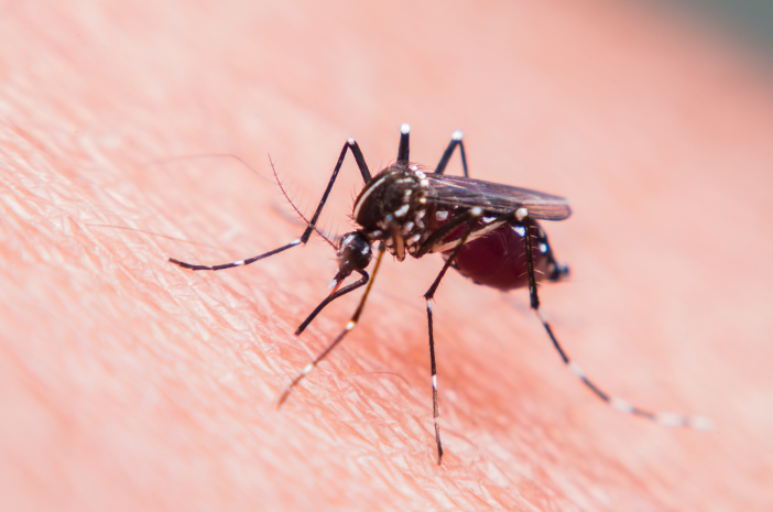Ta inte lätt på det, orsaken till denguefeber kan vara dödlig