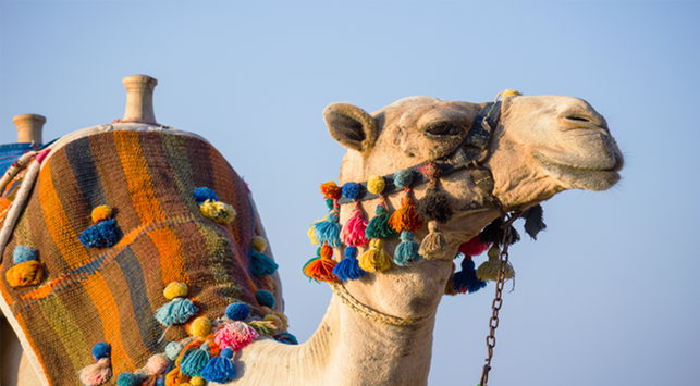 Departe de Orientul Mijlociu, cunoașteți gripa camel care este vizată