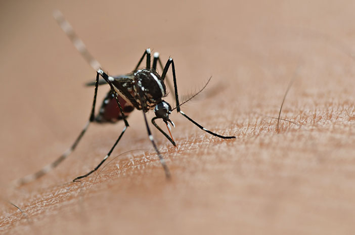 Suzbijanje DHF-a, istraživači testiraju bakterije Wolbachia na komarcima