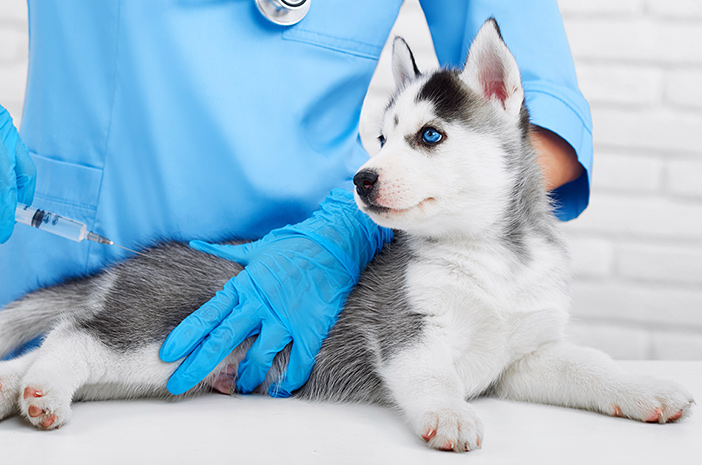 Het belang van het geven van vaccins aan honden