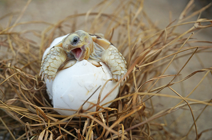 So kümmern Sie sich um ein Sulcata-Schildkrötenbaby