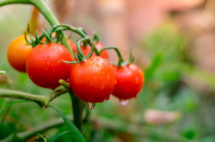7 היתרונות האלה של עגבניות לבריאות