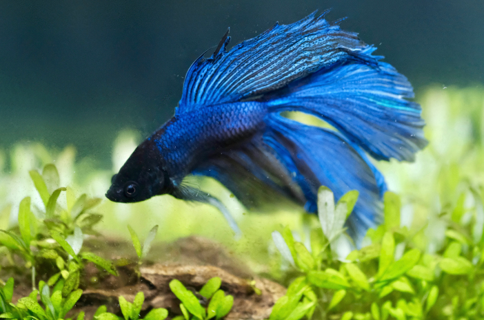 5 typer av vackra Betta Fish
