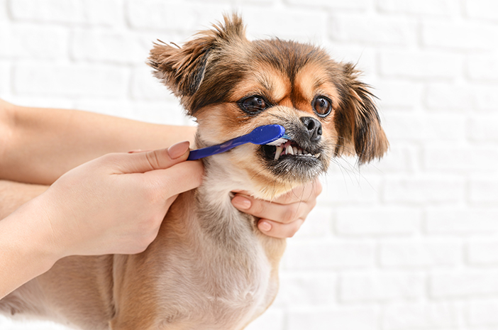 À quelle fréquence les dents d'un chien de compagnie doivent-elles être brossées ?