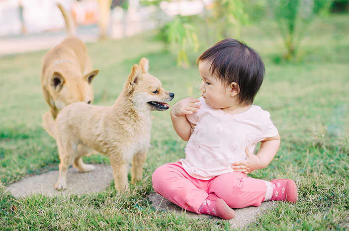 4 kroki do wprowadzenia niemowląt do psów domowych