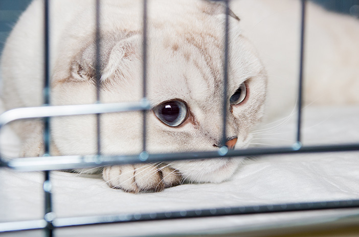 Quel est le bon moment pour nettoyer la cage d'un chat ?